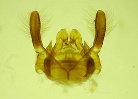   Anthidium duomarginatum  male dorsal genitalia, photo from Gonzalez and Griswold 2013
